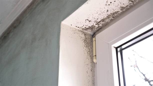 Professional Mold Removal in Blauvelt, NY